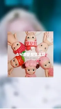 소니엔젤 단정 모집