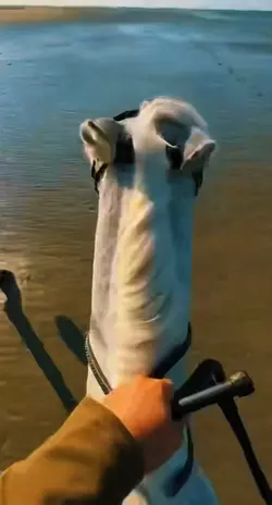 Beach ride gallop