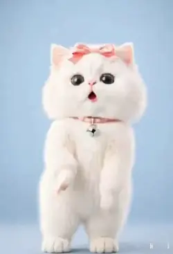 cat imut