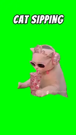 CAT SIPPIN