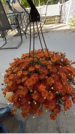 Flowers Bloom