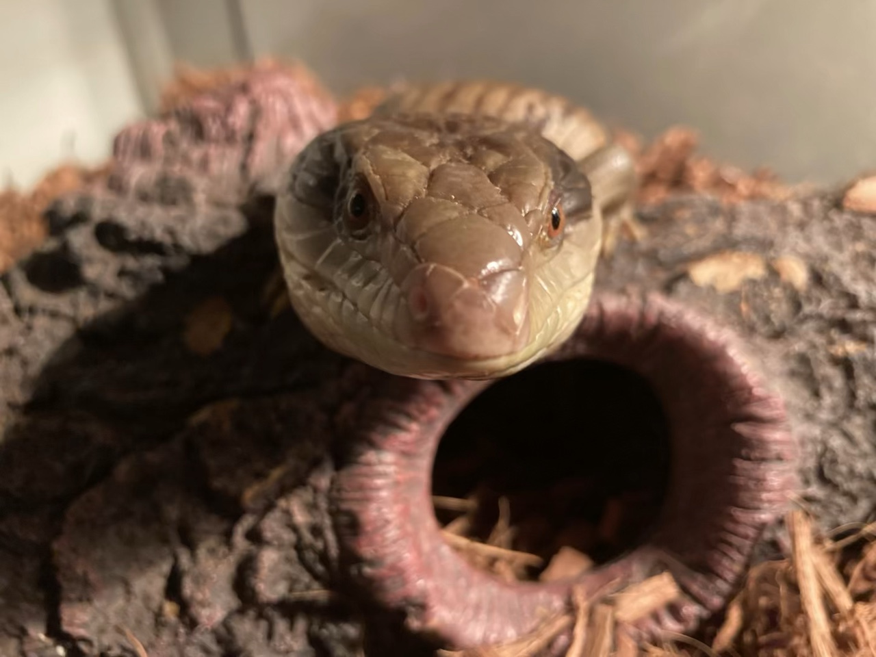 VID OF MY LIZARD