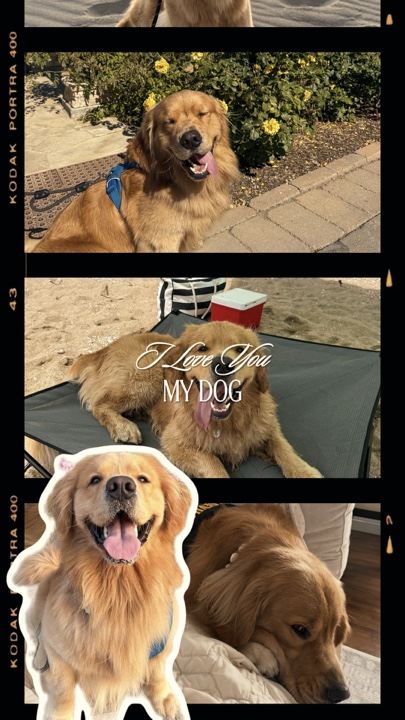 Aku mencintaimu- Anjingku 🐶