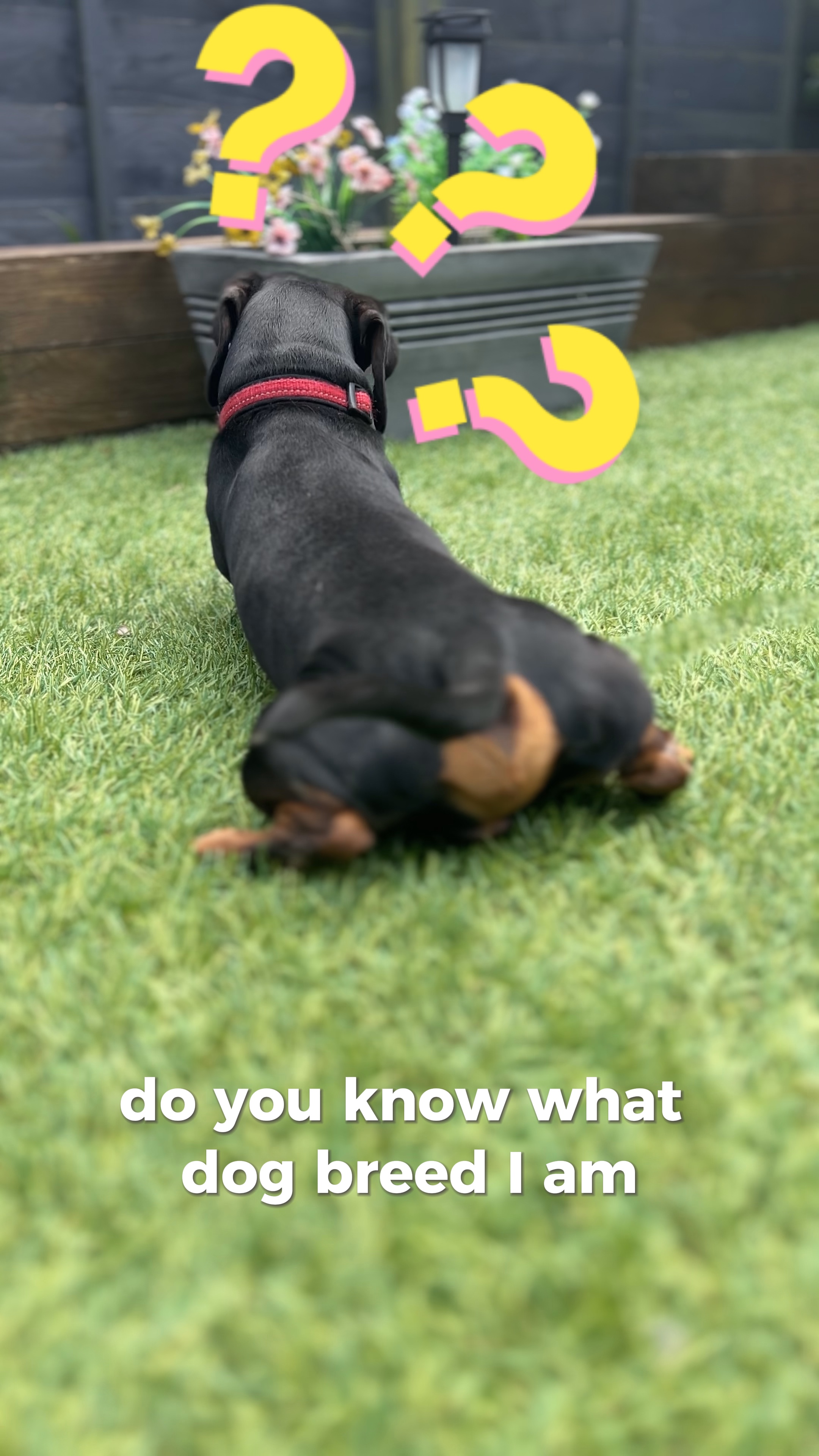 Raça de cachorro