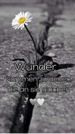 Wunder 🩶🤍