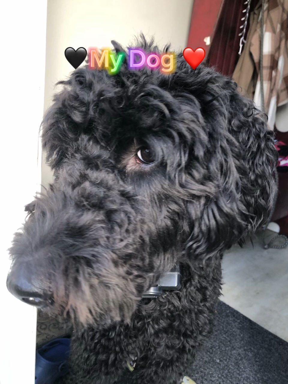 My Doggy ❤️❤️