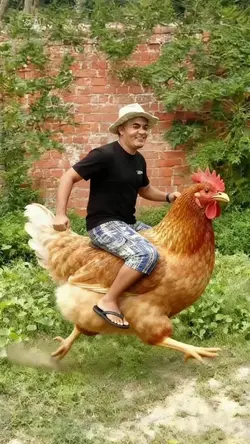 Montado na galinha