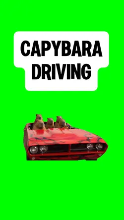 CAPYBARA DRIVING
