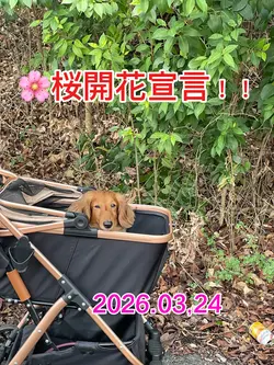 桜まだかなぁ