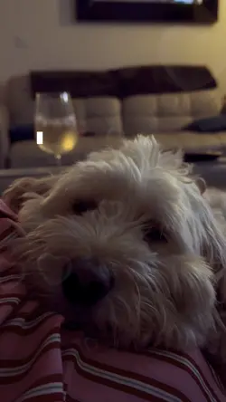 Dog Template