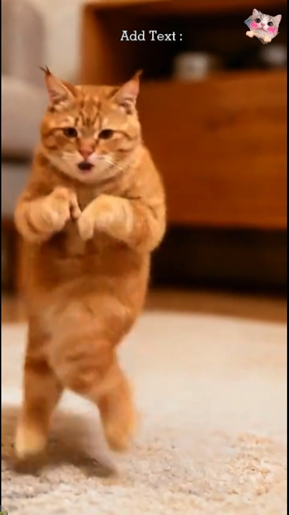 Chat drôle.. 