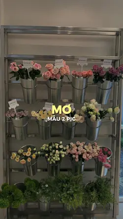 Mơ - Vũ Cát Tường