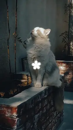 Beautiful cat
