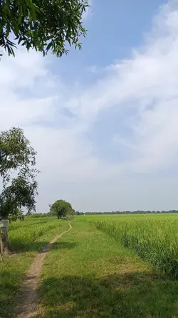 tugas petani 