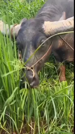 Sapi Lucu Video Halu