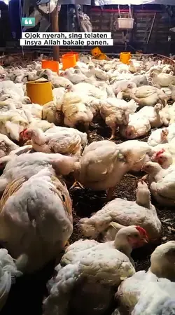 telaten bakale panen