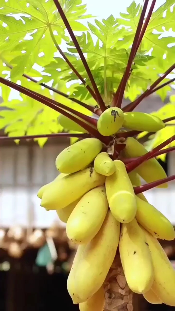 Vlog de frutas