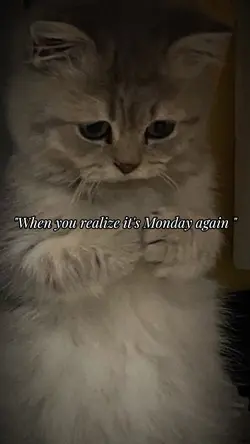 "Sad Cat" Meme