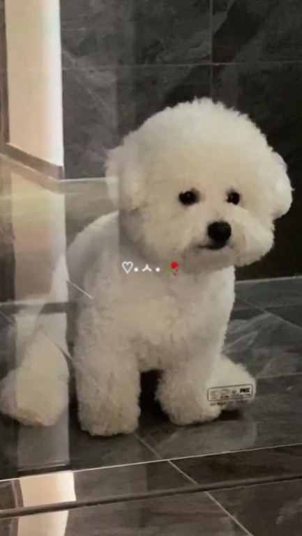 애완동물의 순간