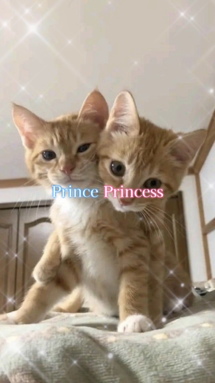 Prince Princess 歌詞動画