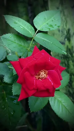 Rosa