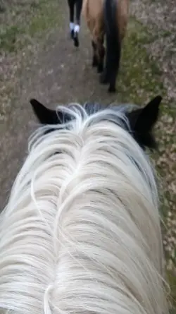 horse Riding 