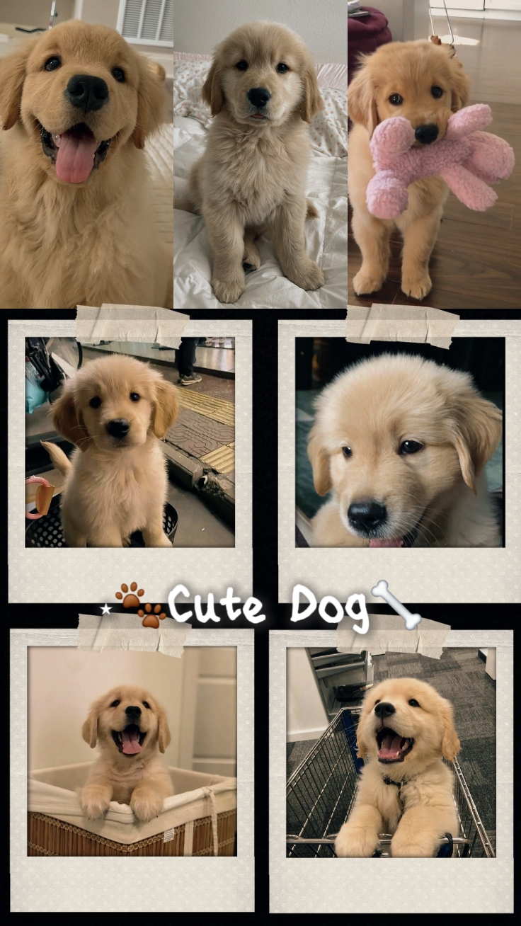 Cute Dog Collage