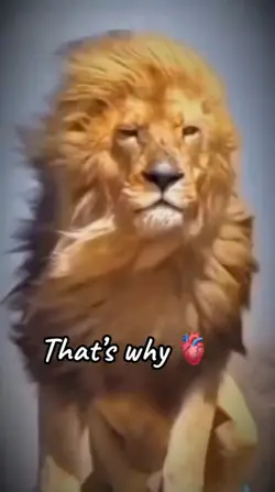 long hair lion felin