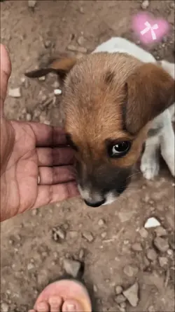 Pet memories