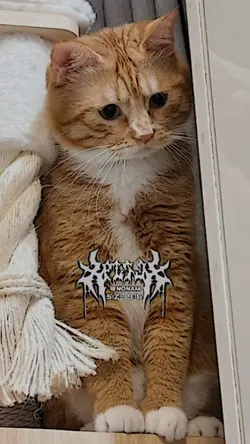 มาแรงใน Tik Tok