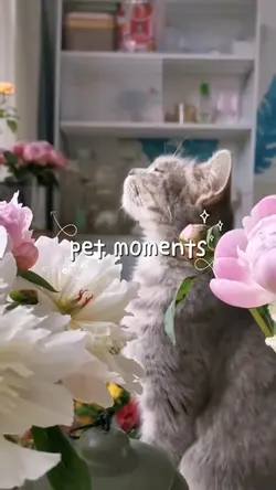 Pet moments