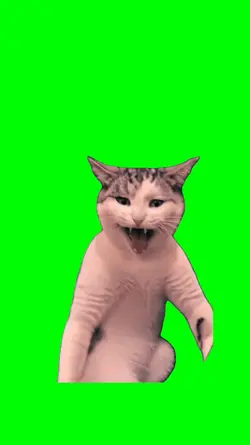 Cat Showing