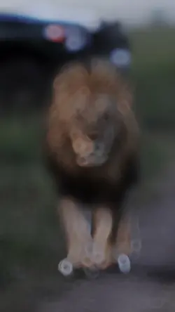 🦁 