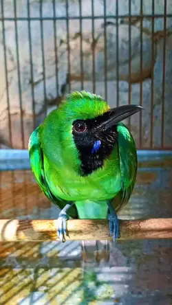 Amunisi dalam proses