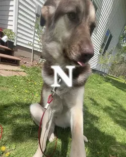 my puppy