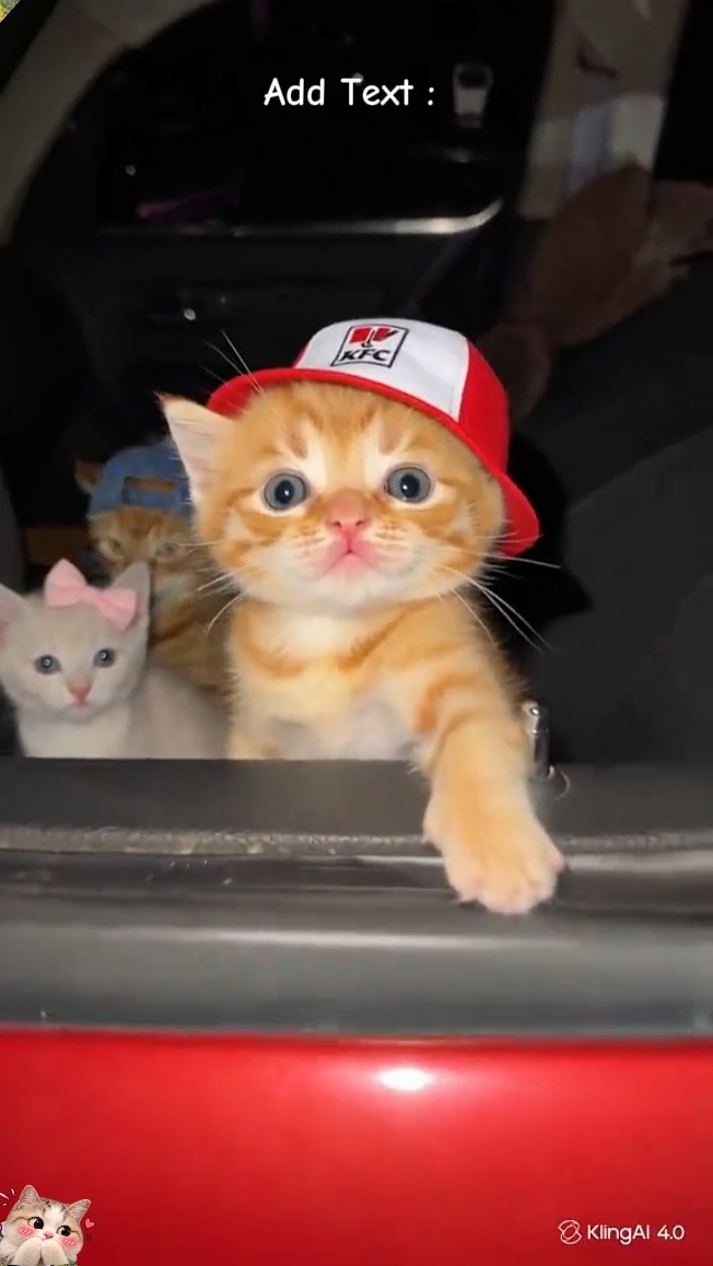 Funny Cat 