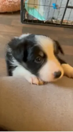 This dog