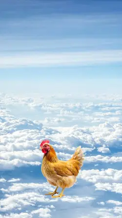 funny happy birthday