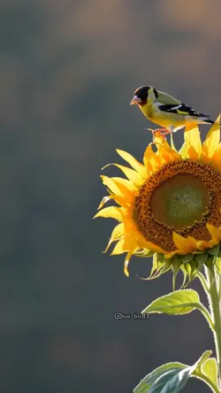 Sol de primavera