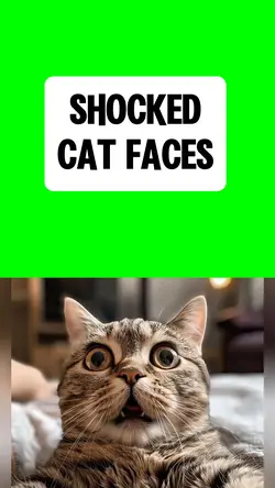 SHOCKED CAT FACES