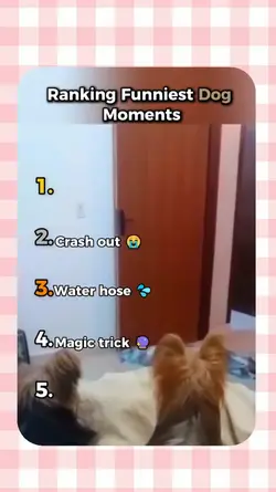 Funniest dog moments