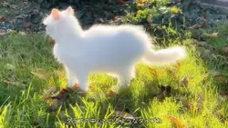 コンパクトミラー