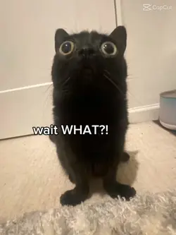 biscuits