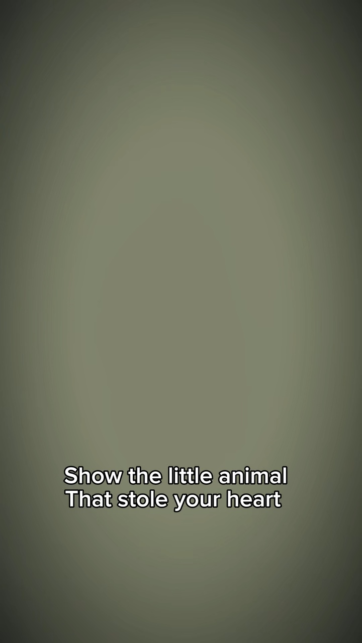 Little animal u