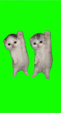Cats 