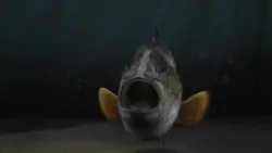 fish intro ²⁹