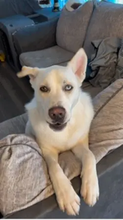 BuzzTheHusky husky