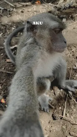 aku pun tak tau laaa