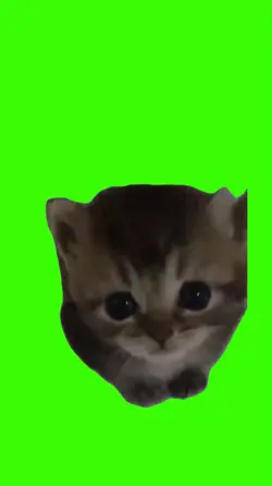 Cat/Gato