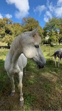 My best friend horse